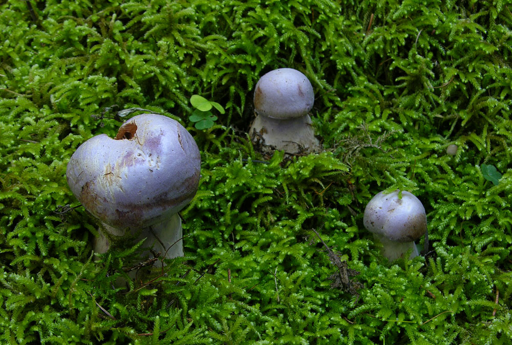 Quando i Cortinarius 